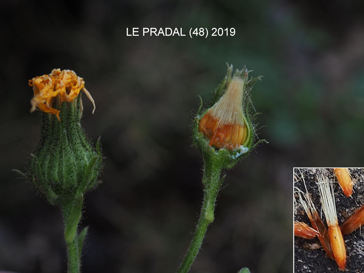 Hawkweed, Lawson's fruit